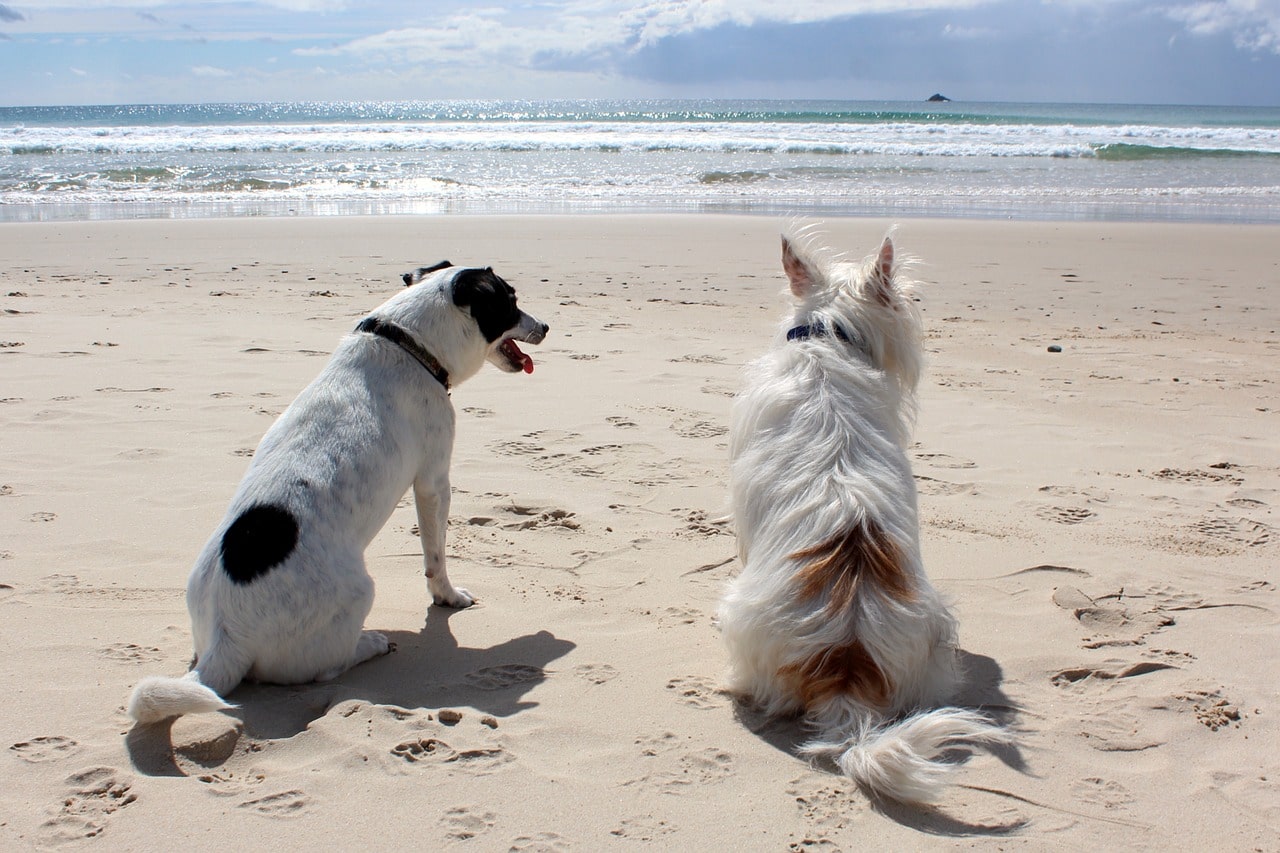 vakantiehuis met hond aan zee