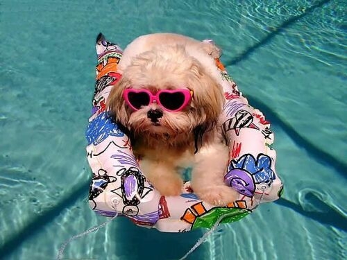op vakantie met je hond