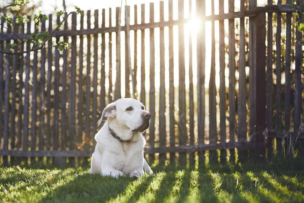vakantiehuis veluwe met hond omheinde tuin