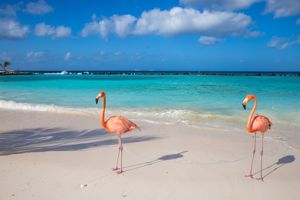 cruise vakantie all inclusive